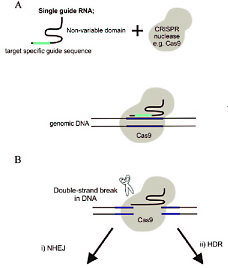 Principle of CRISPR Gene Editing